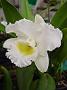 Tinonee-orchids-II 015